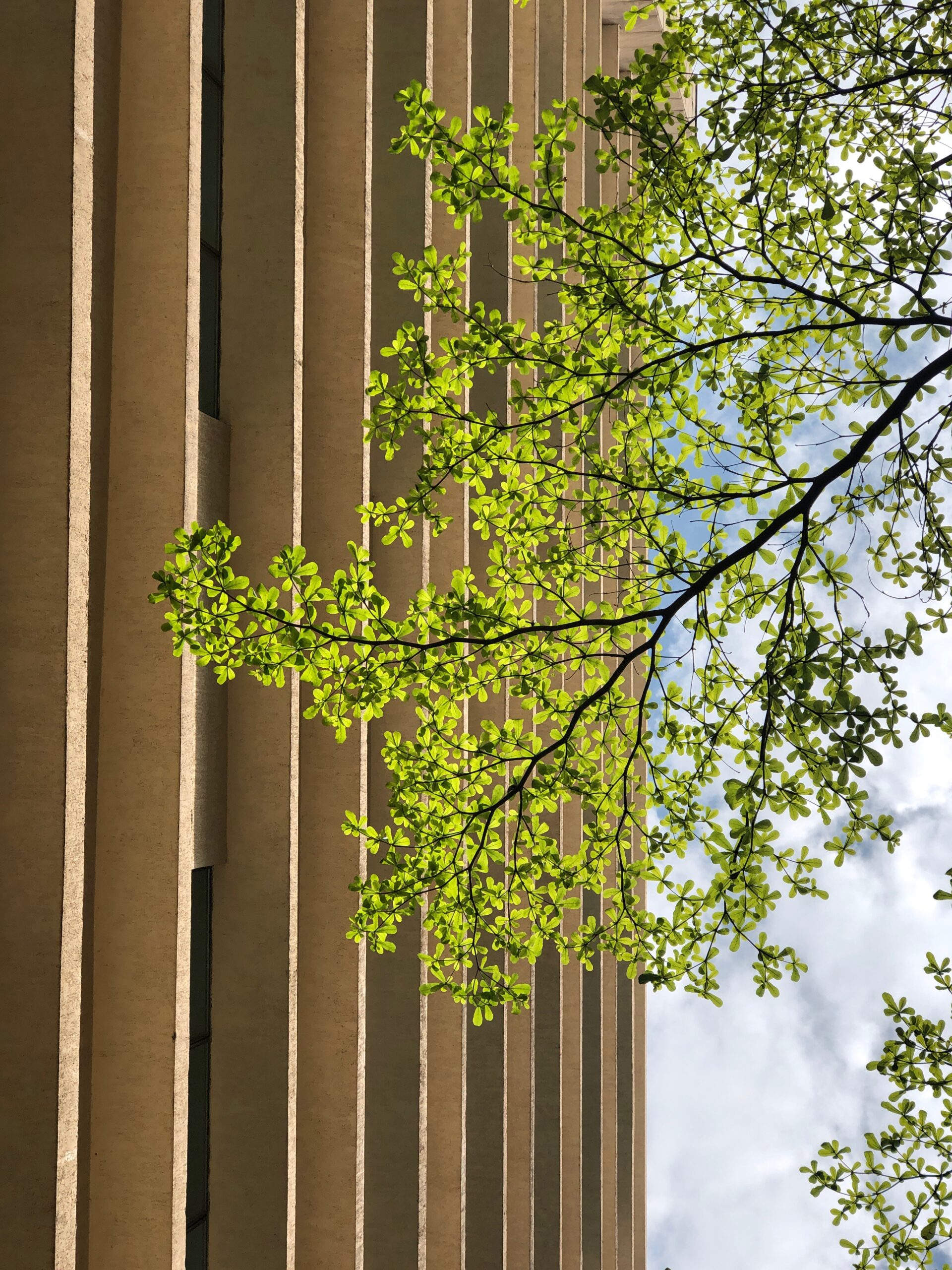 alberi citta sostenibile decoral